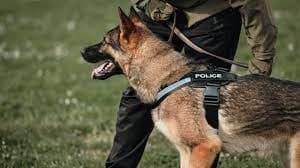 पुलिस कुत्ता अदालत में गवाही नहीं दे सकता, हैंडलर की गवाही के लिए पुष्टि आवश्यक: उड़ीसा उच्च न्यायालय