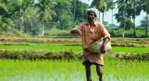 फसलों की बुआई अंतरिम जमानत का वैध आधार नहीं: पंजाब एवं हरियाणा उच्च न्यायालय ने गुरमीत सिंह बनाम पंजाब राज्य में याचिका खारिज की