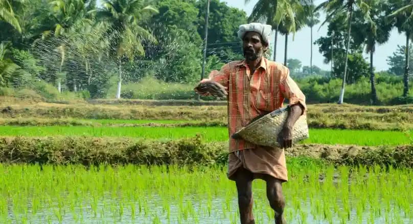 पंजाब और हरियाणा हाईकोर्ट ने धान की बुवाई की तारीखों को लेकर दायर जनहित याचिका को फसली बताकर किया खारिज, कहा फसल पहले ही बोई जा चुकी है