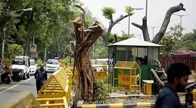 दिल्ली उच्च न्यायालय: 50 या उससे अधिक पेड़ों की कटाई की अनुमति की निगरानी करेगा केंद्रीय अधिकार प्राप्त समिति
