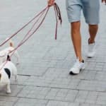 दिल्ली उच्च न्यायालय ने गोद लिए गए पालतू कुत्तों को वापस करने का आदेश दिया, स्वामित्व विवाद पर पशु कल्याण को प्राथमिकता दी।