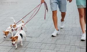 दिल्ली उच्च न्यायालय ने गोद लिए गए पालतू कुत्तों को वापस करने का आदेश दिया, स्वामित्व विवाद पर पशु कल्याण को प्राथमिकता दी।