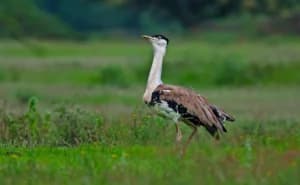 ग्रेट इंडियन बस्टर्ड को बचाने और भारत की नवीकरणीय ऊर्जा नीति में संतुलन साधने पर सुप्रीम कोर्ट का अहम फैसला